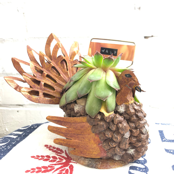 Elaine’s Retro Plants more