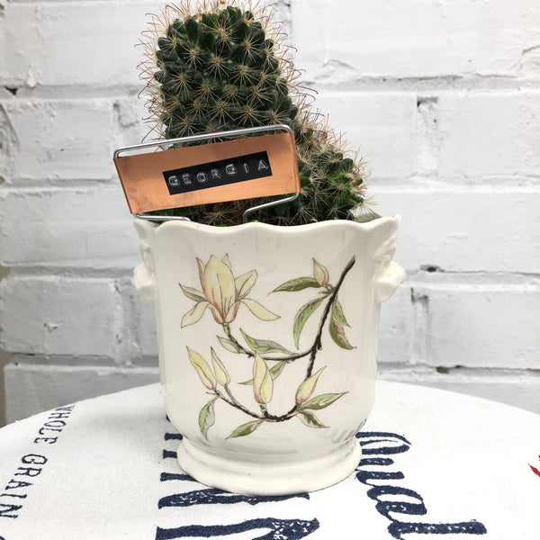 Elaine’s Retro Plants more & more & more & more