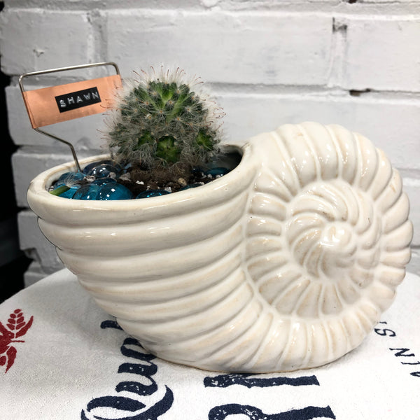 Elaine’s Retro Plants more & more