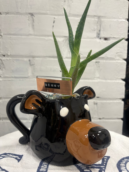 Elaine’s Retro Plants more & more & more & more