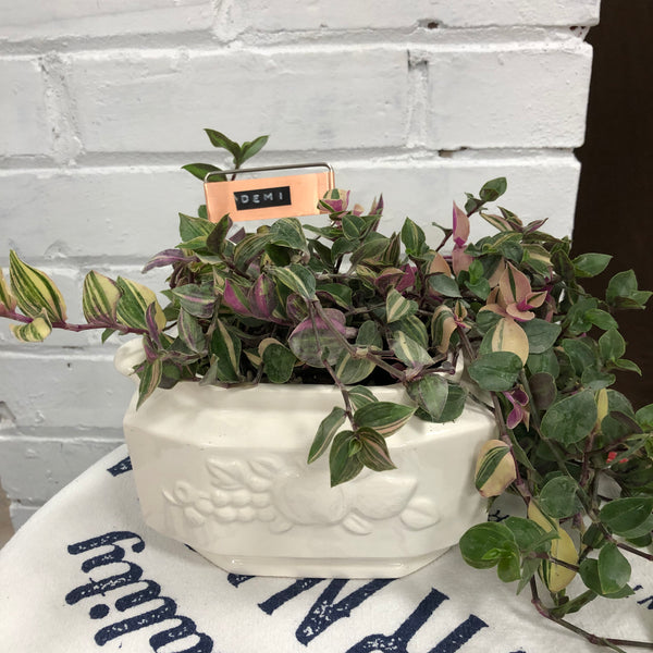 Elaine’s Retro Plants more