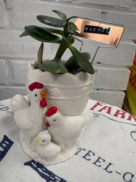 Elaine’s Retro Plants more & more & more & more