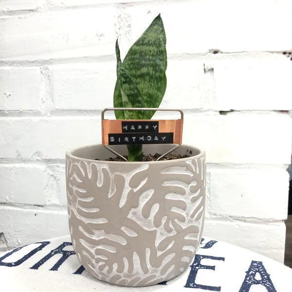 Elaine’s Retro Plants more