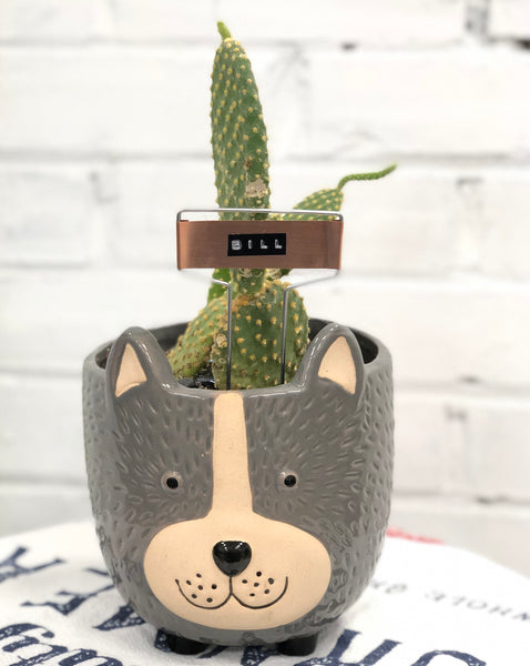 Elaine’s Retro Plants more & more & more