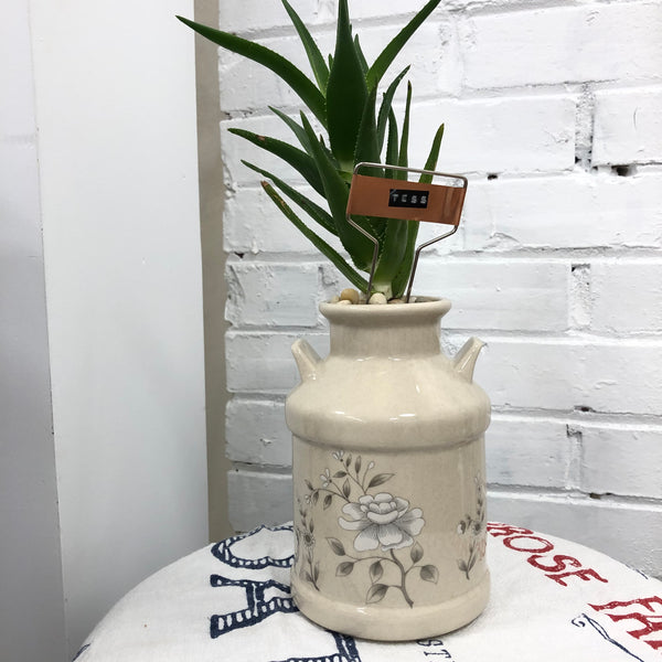 Elaine’s Retro Plants more & more & more & more