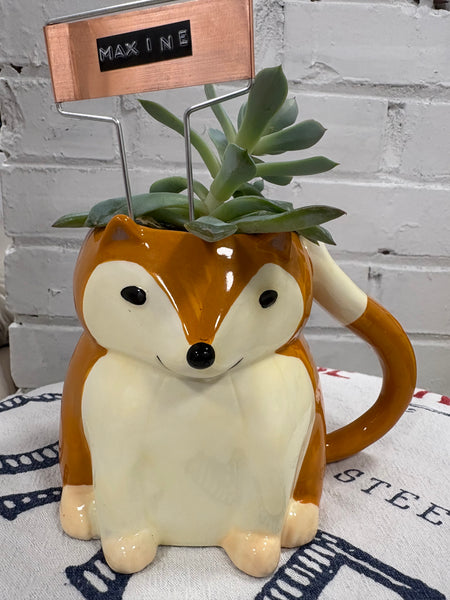 Elaine’s Retro Plants more & more & more & more