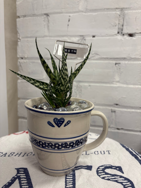 Elaine’s Retro Plants more & more & more & more