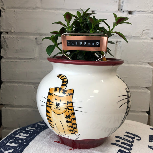 Elaine’s Retro Plants more & more