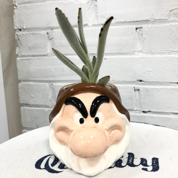Elaine’s Retro Plants more & more & more & more