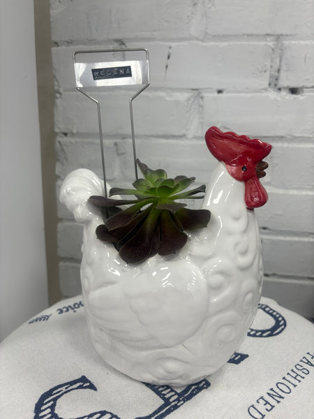 Elaine’s Retro Plants more & more & more & more