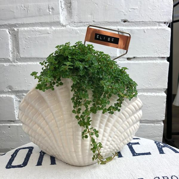 Elaine’s Retro Plants more