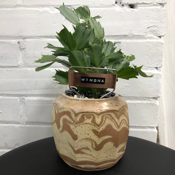 Elaine’s Retro Plants more & more