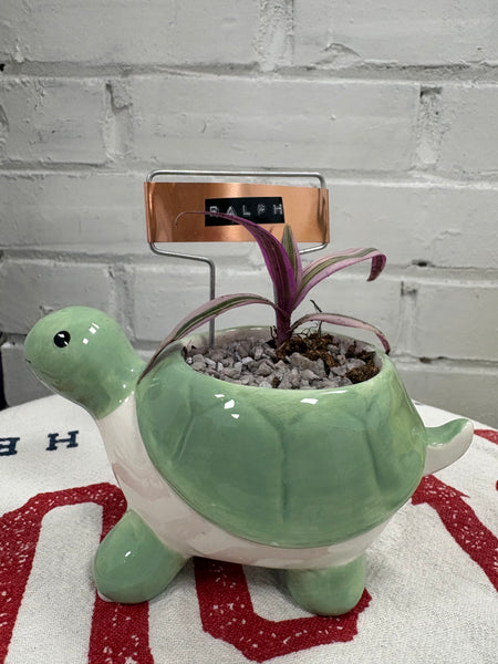Elaine’s Retro Plants more & more & more & more