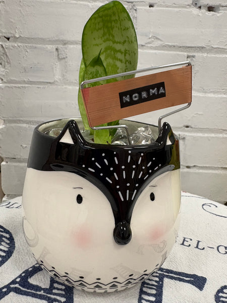 Elaine’s Retro Plants more & more & more & more