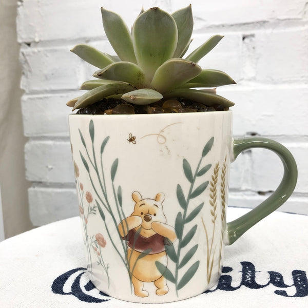 Elaine’s Retro Plants more & more & more & more