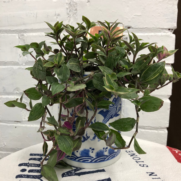 Elaine’s Retro Plants more