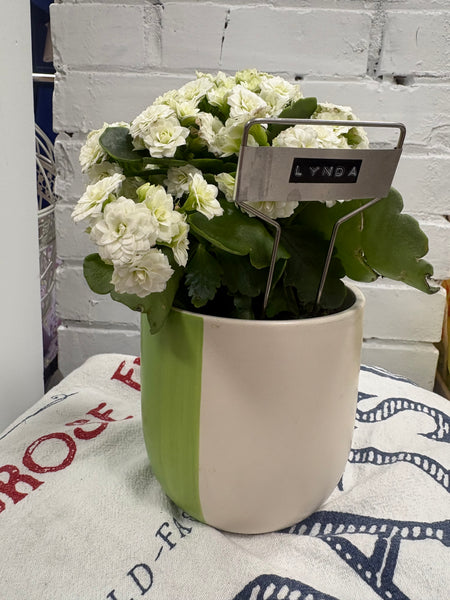 Elaine’s Retro Plants more & more & more & more
