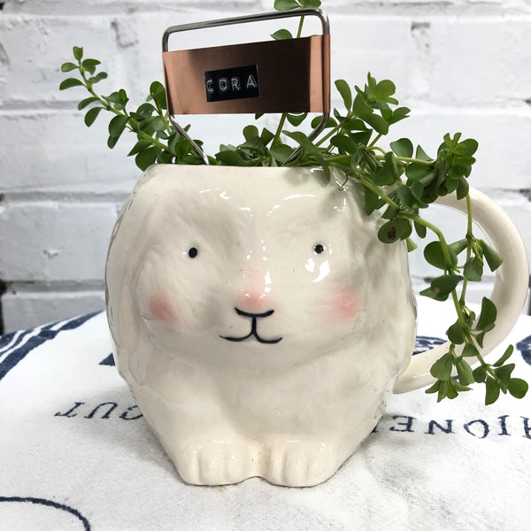 Elaine’s Retro Plants more & more & more