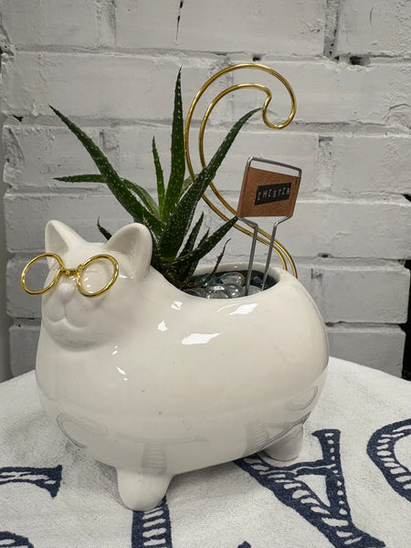 Elaine’s Retro Plants more & more & more & more