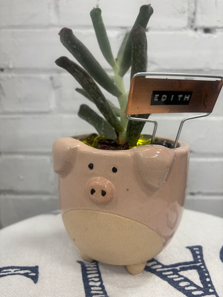 Elaine’s Retro Plants more & more & more & more