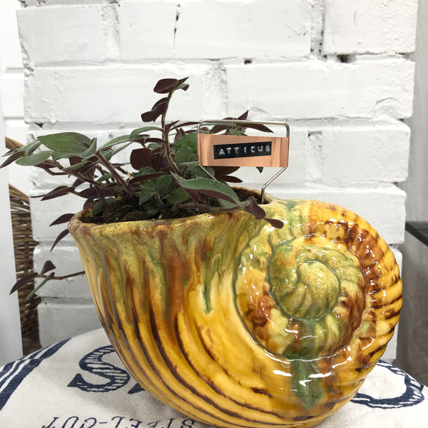 Elaine’s Retro Plants more & more & more