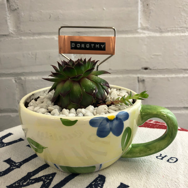 Elaine’s Retro Plants more & more