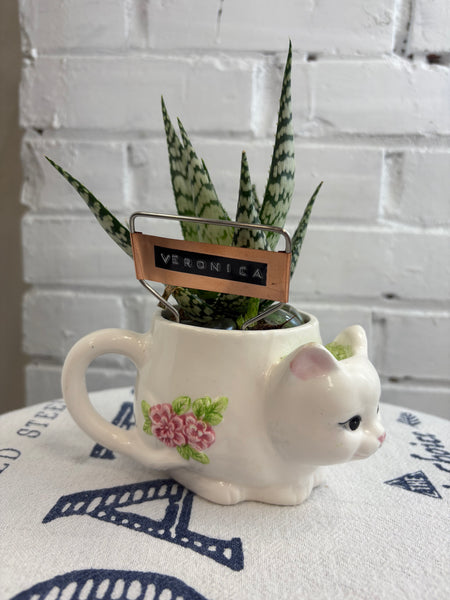 Elaine’s Retro Plants more & more & more & more