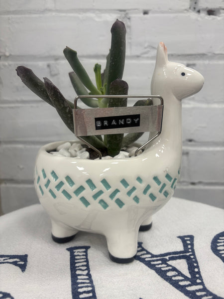 Elaine’s Retro Plants more & more & more & more
