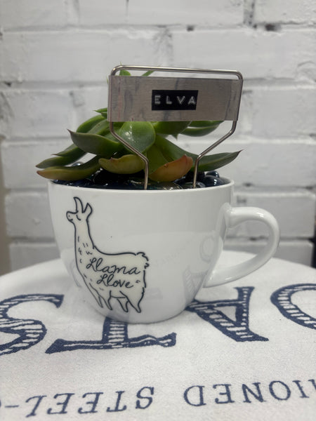 Elaine’s Retro Plants more & more & more & more