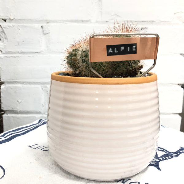 Elaine’s Retro Plants more & more & more