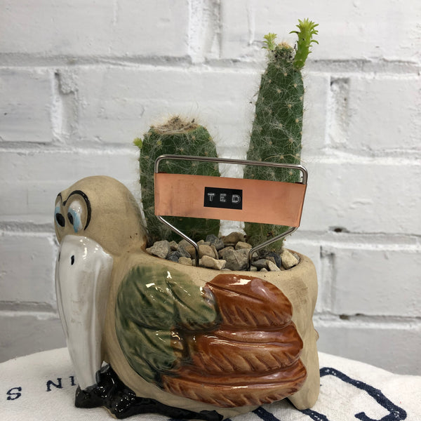 Elaine’s Retro Plants more & more
