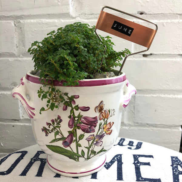 Elaine’s Retro Plants more