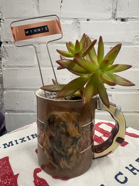 Elaine’s Retro Plants more & more & more & more