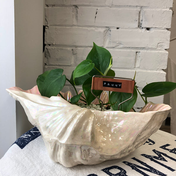 Elaine’s Retro Plants more & more