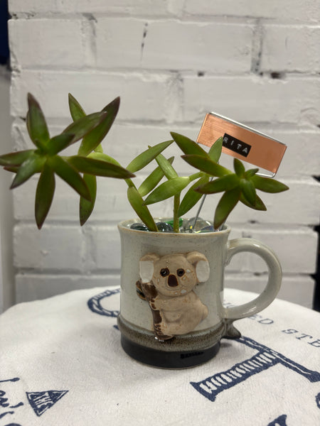 Elaine’s Retro Plants more & more & more & more