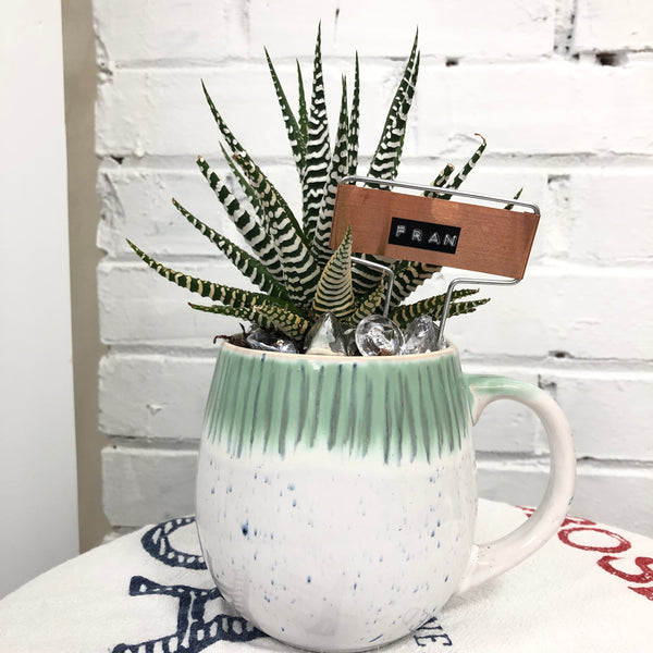 Elaine’s Retro Plants more & more & more & more