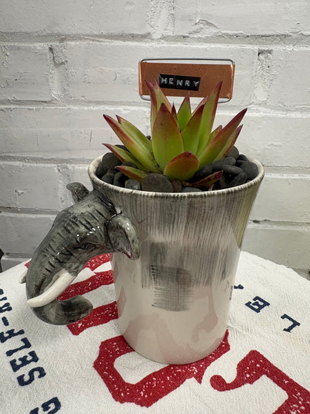Elaine’s Retro Plants more & more & more & more
