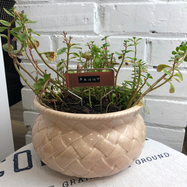 Elaine’s Retro Plants more