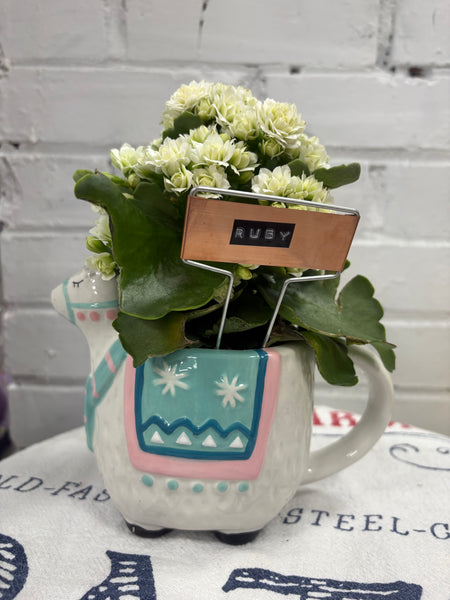 Elaine’s Retro Plants more & more & more & more