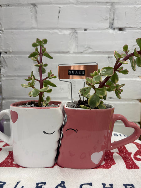 Elaine’s Retro Plants more & more & more & more