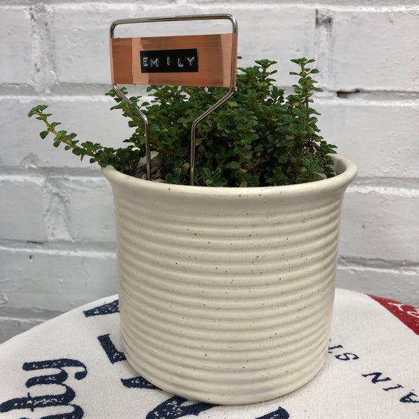 Elaine’s Retro Plants more