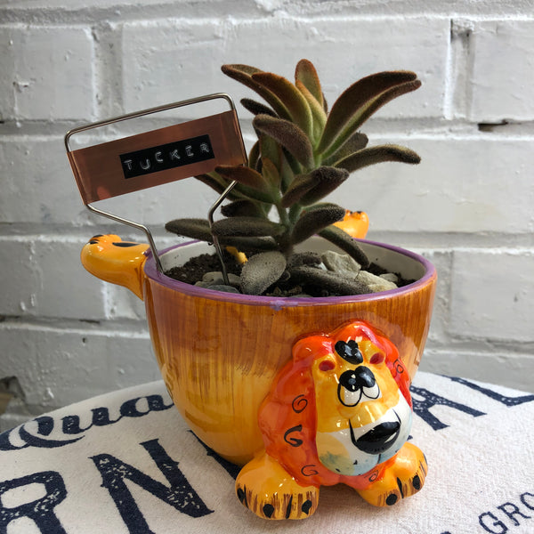 Elaine’s Retro Plants more