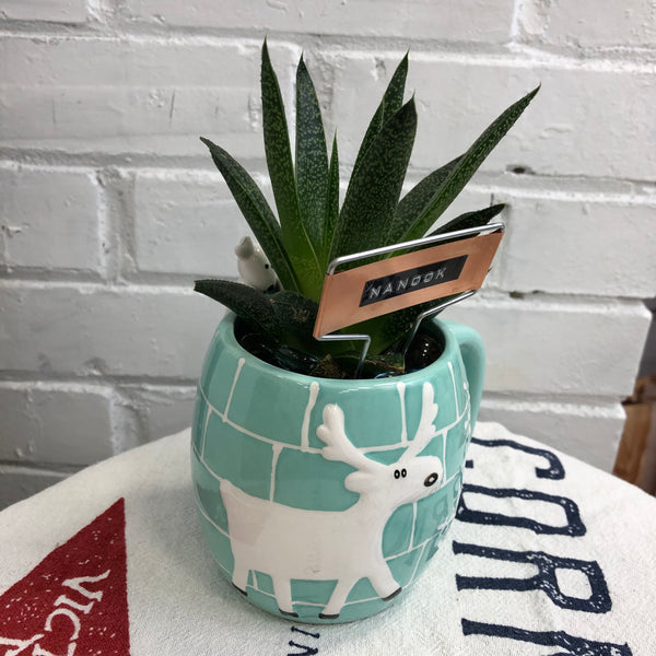Elaine’s Retro Plants more & more & more