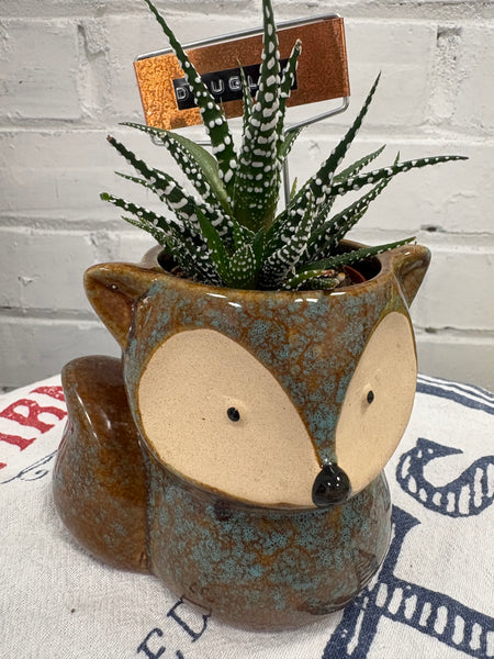 Elaine’s Retro Plants more & more & more & more