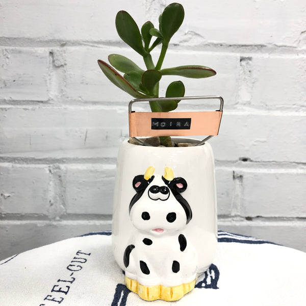 Elaine’s Retro Plants more & more & more & more
