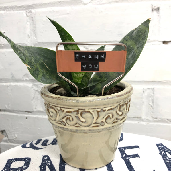 Elaine’s Retro Plants more