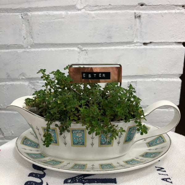 Elaine’s Retro Plants more