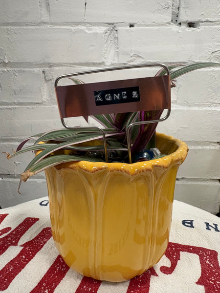 Elaine’s Retro Plants more & more & more & more