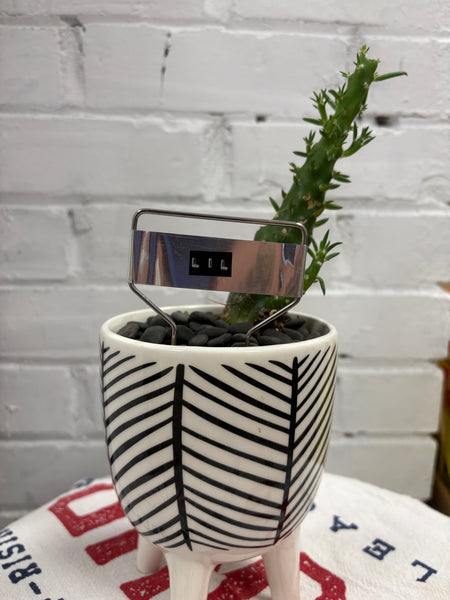 Elaine’s Retro Plants more & more & more & more