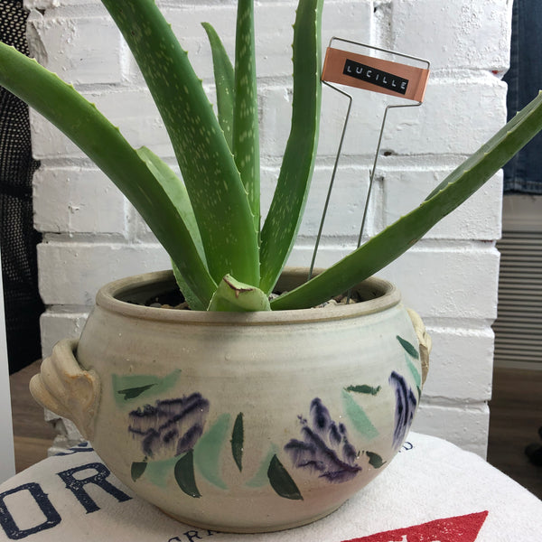 Elaine’s Retro Plants more